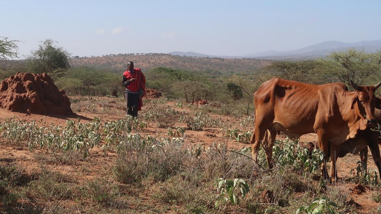 Navigating drought: The app saving Kenya's herders
