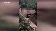 Giant panda dances in China's Chongqing Zoo