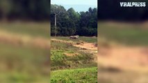 Elephants Crossing Road