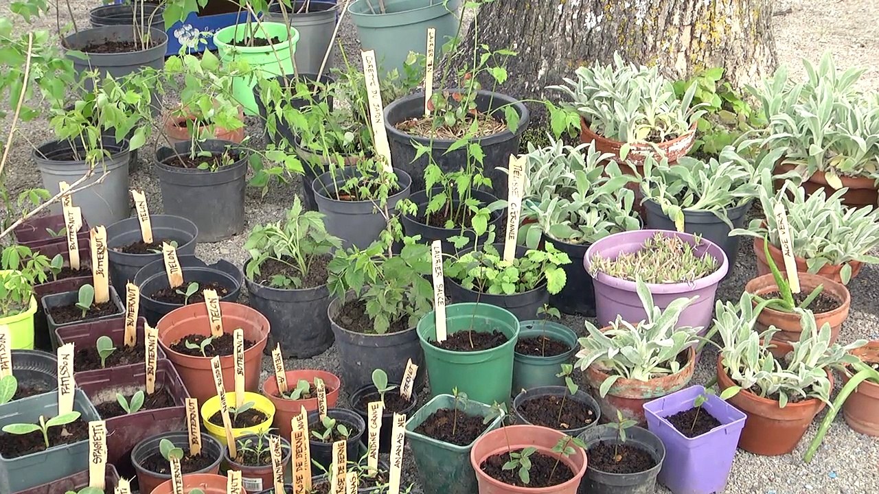 Hautes-Alpes : une nouvelle édition réussie pour le marché aux plants à Neffes
