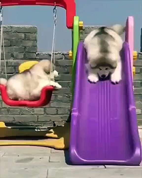 Adorable Fluffy Dogs Enjoying Slides & Swing