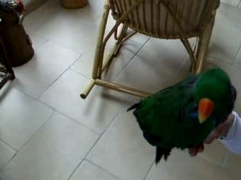 Kiwi par terre