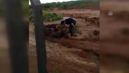 Yağışı görüntülerken sele kapıldı - ŞANLIURFA
