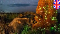 Prize-winning wildlife photo deemed fake, features stuffed  anteater
