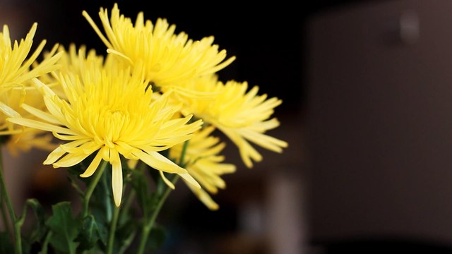 5 Pro Tips to Make Flowers Last Longer