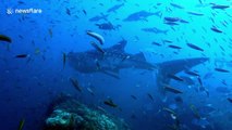 Diver gets whipped by huge whale shark in Thailand