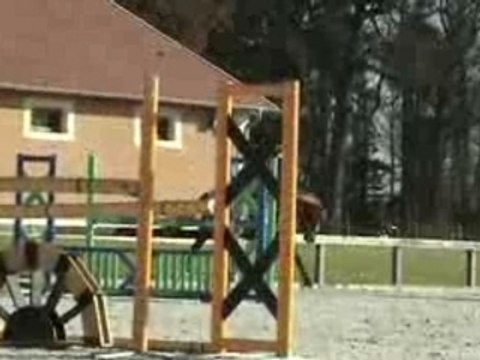 cheval étalon Esperito par Espri / Clinton 2004 saut