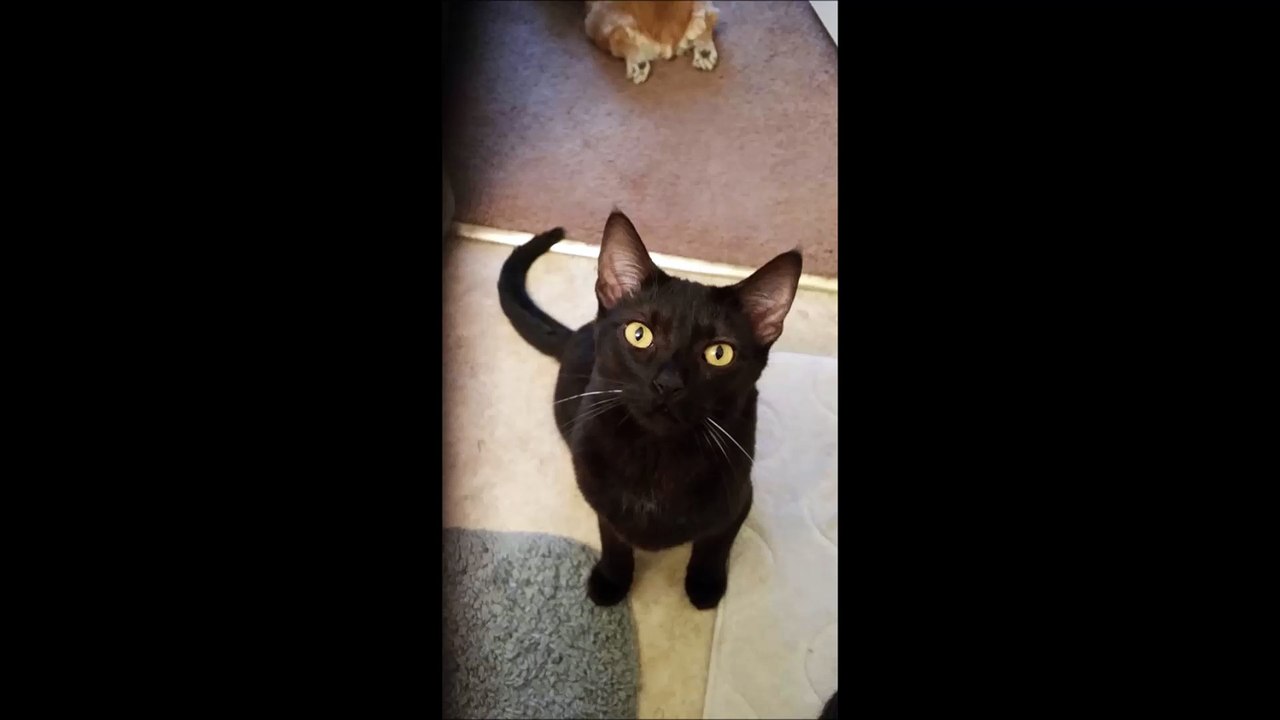 Kelly's Pet Care Services - (209) 251-8279