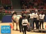 Les chevaux de trait au Salon du Cheval