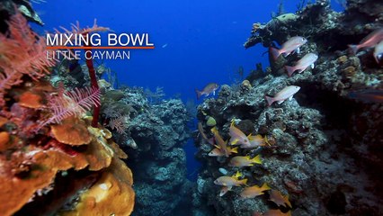 Cayman Islands: Mixing Bowl Reef Little Cayman