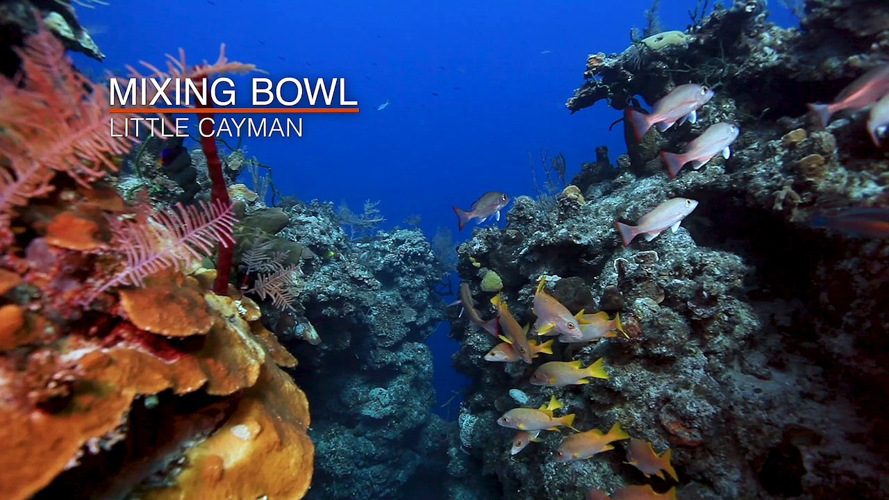 Cayman Islands: Mixing Bowl Reef Little Cayman