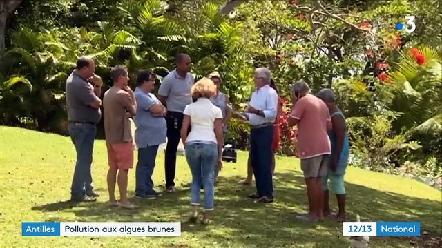 Antilles : pollution aux algues brunes