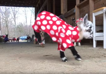Newborn Goats Have the Greatest Pajama Party Ever
