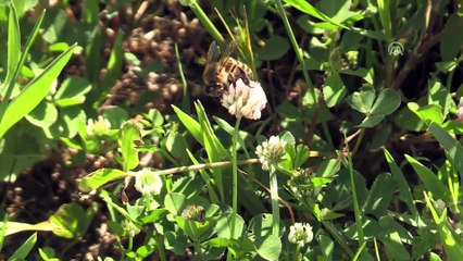 Bal arılarının yayla yolculuğu başladı - BATMAN