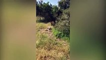 Chủ vườn thú bị sư tử tấn công khiến nhiều người hoảng hốt