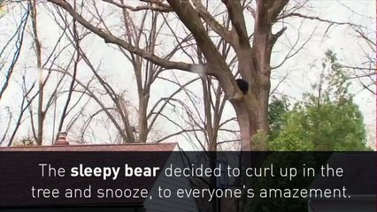 Sleepy bear shocks neighbours