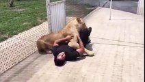 Lion Sees His Adoptive Father After 7 Years!!!