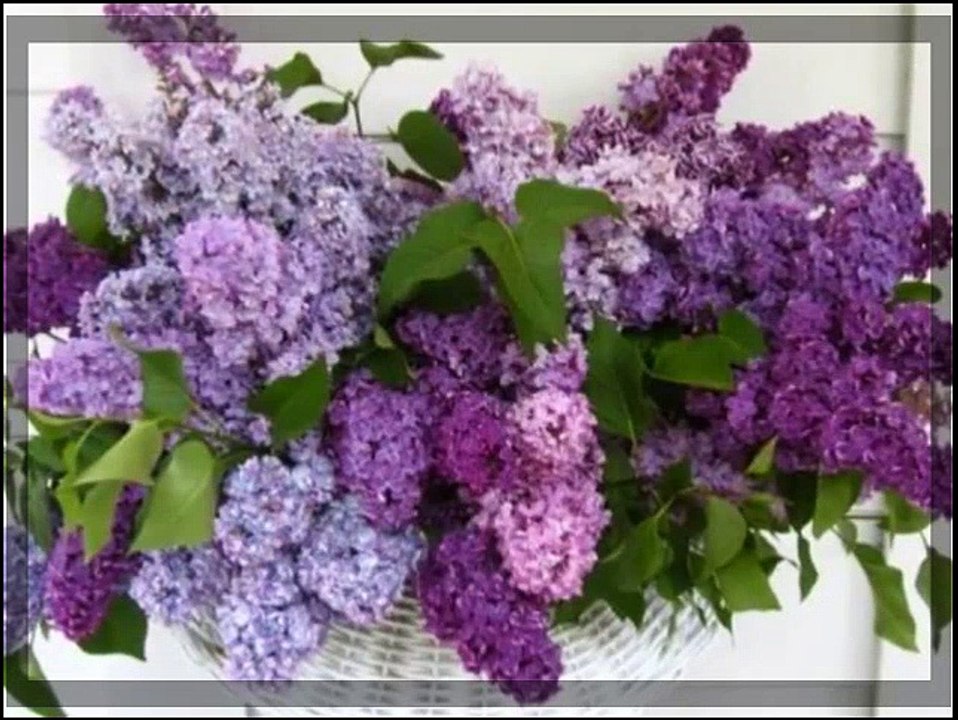 Ten cudowny  bukiet  bzu ...