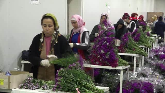 Antalya-Anneler Günü İçin 35 Ülkeye 42 Milyon Dal Kesme Çiçek-Hd