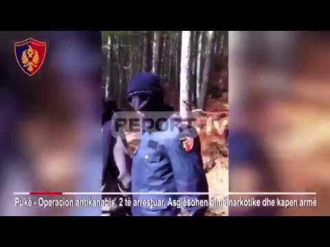 Report TV - Pukë, asgjësohen 473 bimë kanabis, dy persona në pranga