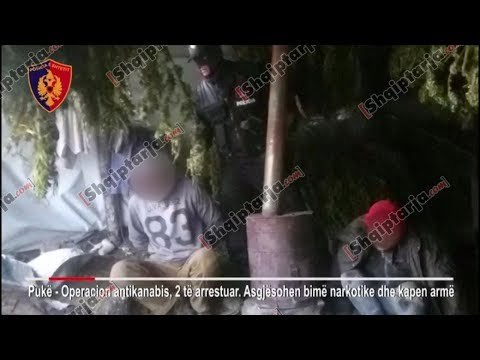 Report TV - Pukë, asgjësohen 473 bimë kanabis, dy persona në pranga