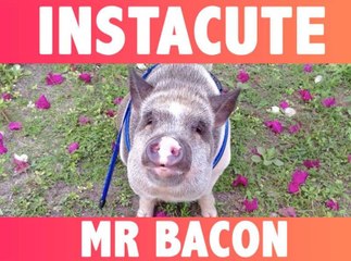 Mr Bacon : Le cochon qui fait fondre Instagram !