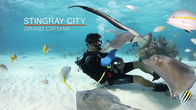 Cayman Islands: Stingray City Grand Cayman