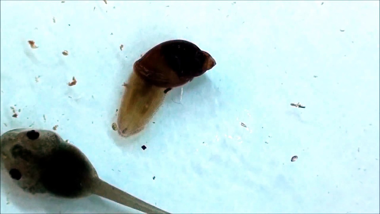 Une sangsue carnivore dévore un escargot de l'interieur