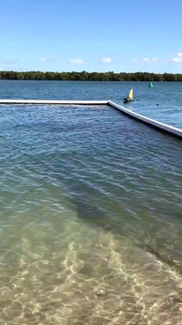 En australie, les requins nagent dans les zones de baignades!