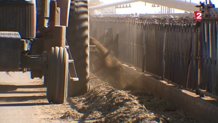 Les mega-fermes en Arizona