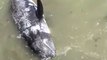 Un dauphin terrifié se jette aux pieds de ces rochers pour échapper aux chasseurs