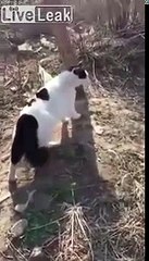 kedilerin saldırısına uğrayan köpek ve sahibi