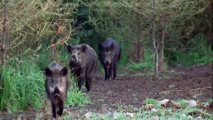 Guía de Supervivencia - Ep2 - La Caza del Cerdo
