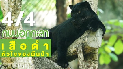 กบนอกกะลา : เสือดำ หัวใจของผืนป่า ช่วงที่ 4/4 (26 เม.ย.61)