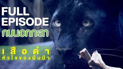 กบนอกกะลา : เสือดำ หัวใจของผืนป่า | FULL (26 เม.ย.61)
