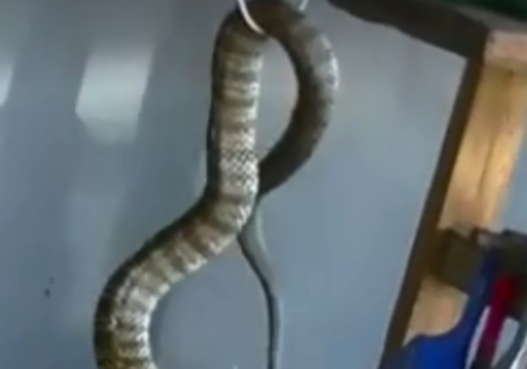 Tiger Snake Looking For Hibernation Spot Captured in Cape Schank