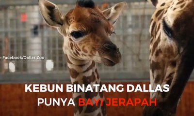 Bayi Jerapah di Dallas Lahir Tanpa Bantuan Medis