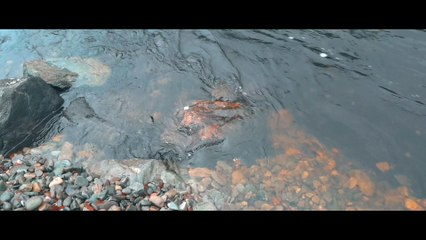 Samsung Galaxy S7 EDGE - FiLMiC Pro v6 (11)