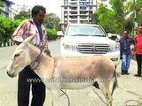 Donkeys pull a 2 tonne Land Cruiser - only in India