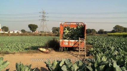 Loading cauliflower on truck in fast motion in Delhi : nothing short of art!