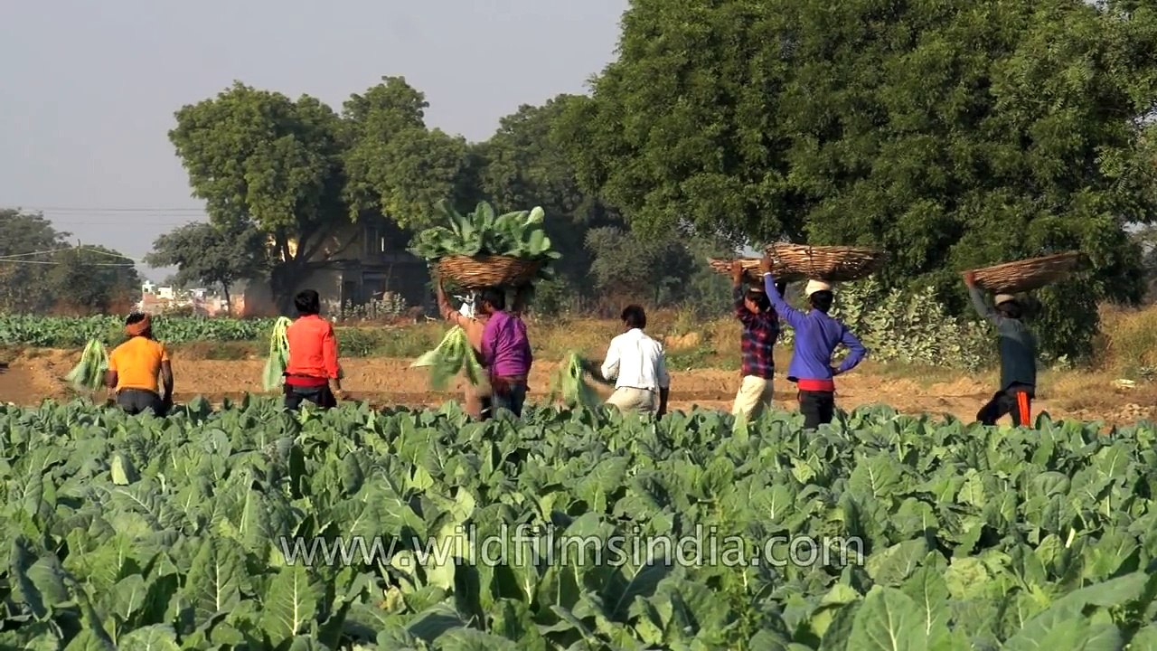 Perfect aim- chucking cauliflower heads from afar into a basket!