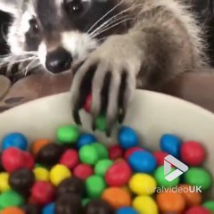 Gourmand ce raton laveur mange des M&M's comme au cinéma !