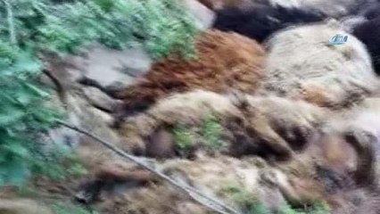 49 koyun birbirini ezerek telef oldu