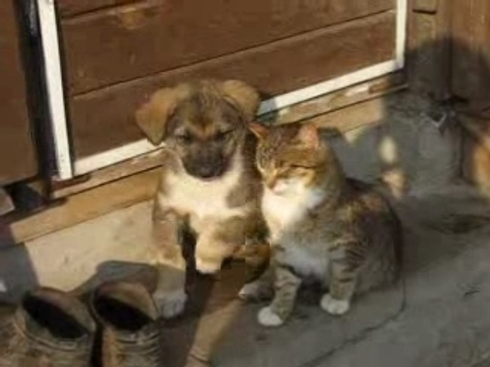 Freundschaft Katze und Hund