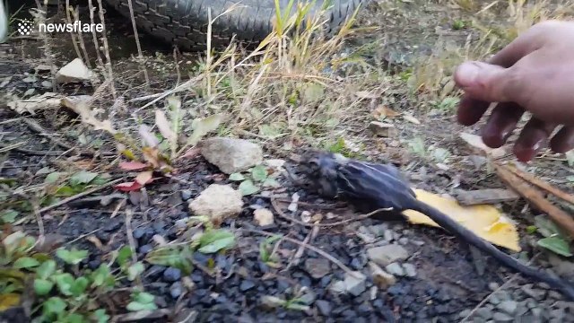 Heartwarming moment man rescues chipmunk from certain death