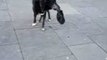 Good Dog Helps Collect Donations for Busker Owner