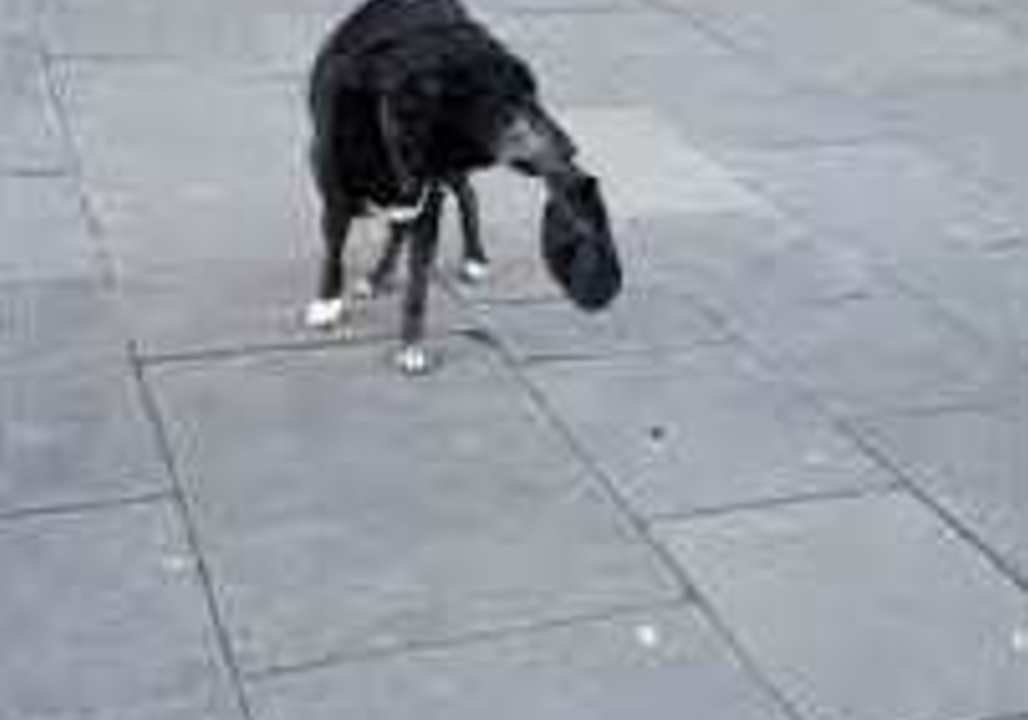 Good Dog Helps Collect Donations for Busker Owner