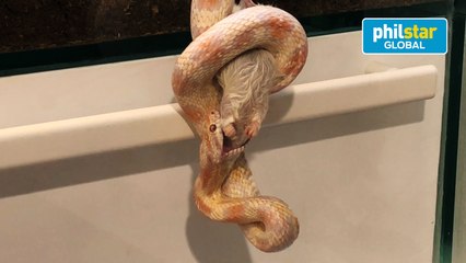 Snake devours dead mouse