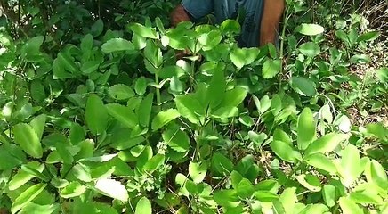 Voici "zèb mal tèt'" qui contient des anti-inflammatoires