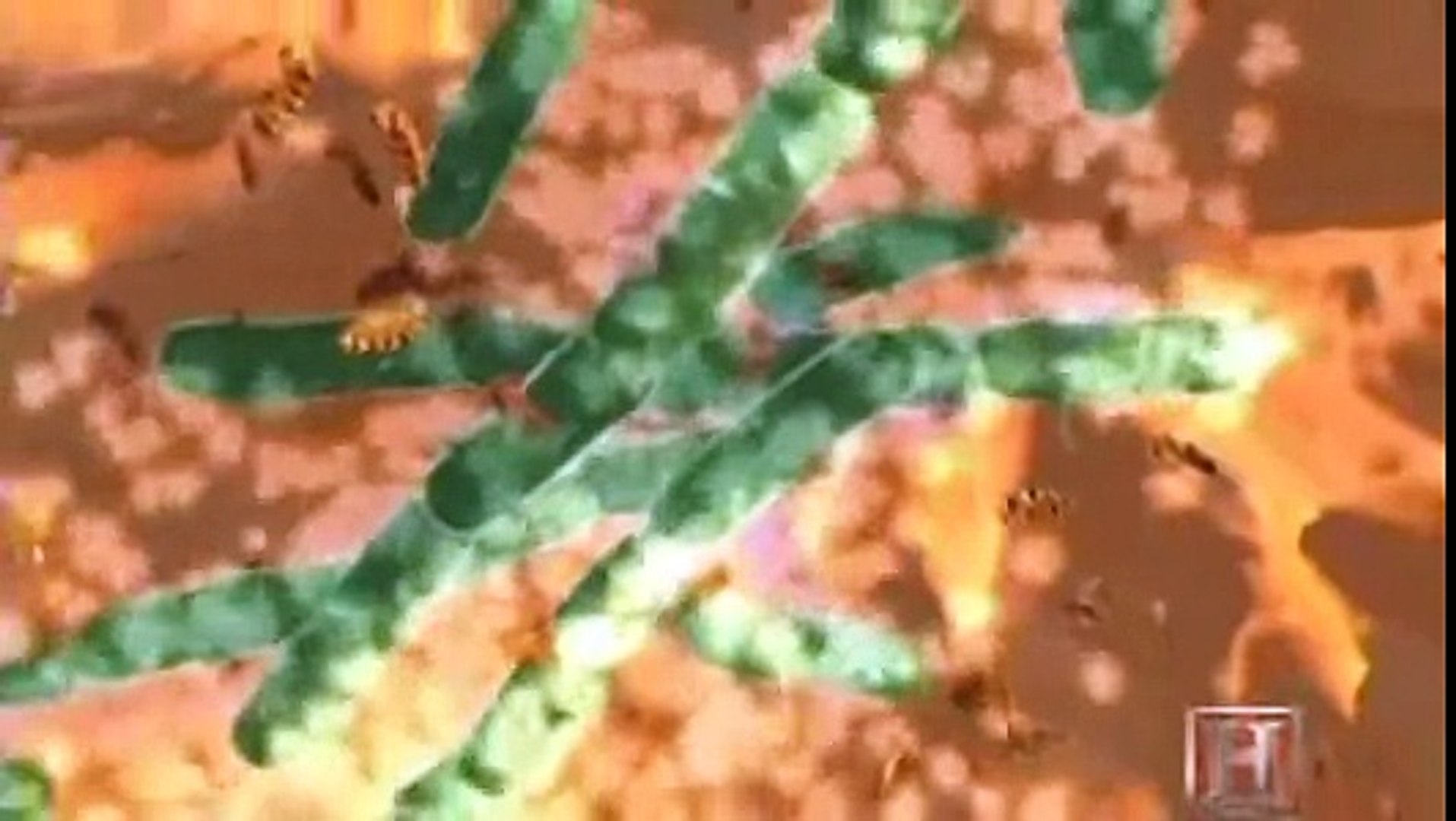 Cheese Documentary